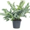 Blauwvaren (Phlebodium Aureum 'Blue Star') D 14 H 40 Cm 1 Blauwvaren (Phlebodium Aureum 'Blue Star') D 14 H 40 Cm -Groene Bloom Winkel 8717263650874 1