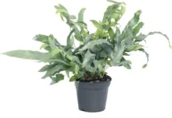 Blauwvaren (Phlebodium Aureum 'Blue Star') D 14 H 40 Cm