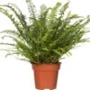 Krulvaren (Nephrolepis Exaltata 'Green Lady') D 17 H 55 Cm -Groene Bloom Winkel 8717263650898 1
