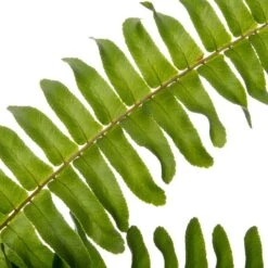 Krulvaren (Nephrolepis Exaltata 'Green Lady') D 17 H 55 Cm -Groene Bloom Winkel 8717263650898 2