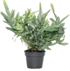 Blauwvaren (Phlebodium Aureum 'Blue Star') D 17 H 50 Cm