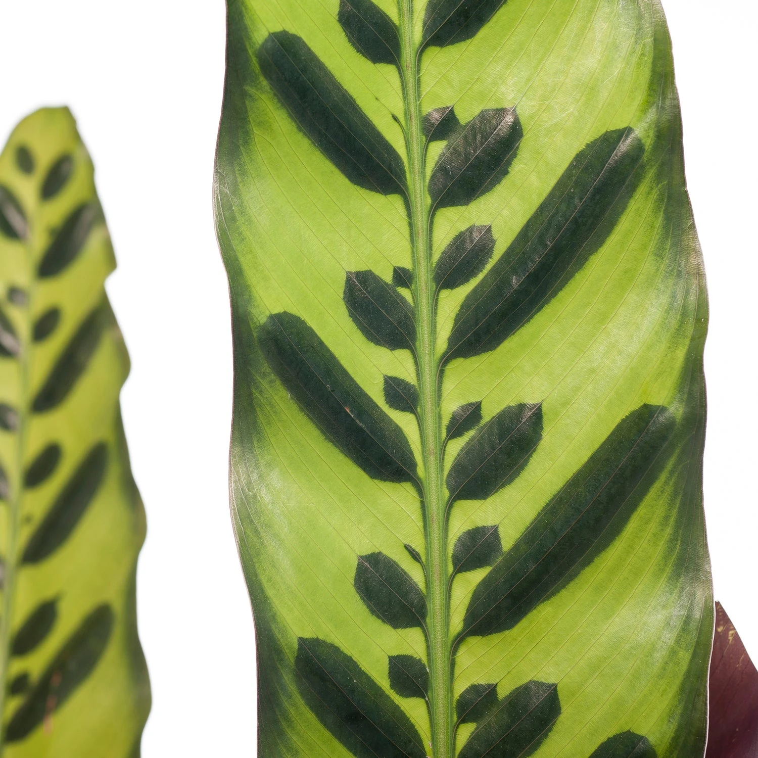 Calathea (Calathea Lancifolia 'Insigne') D 19 H 75 Cm 4 Calathea (Calathea Lancifolia 'Insigne') D 19 H 75 Cm - Afbeelding 2