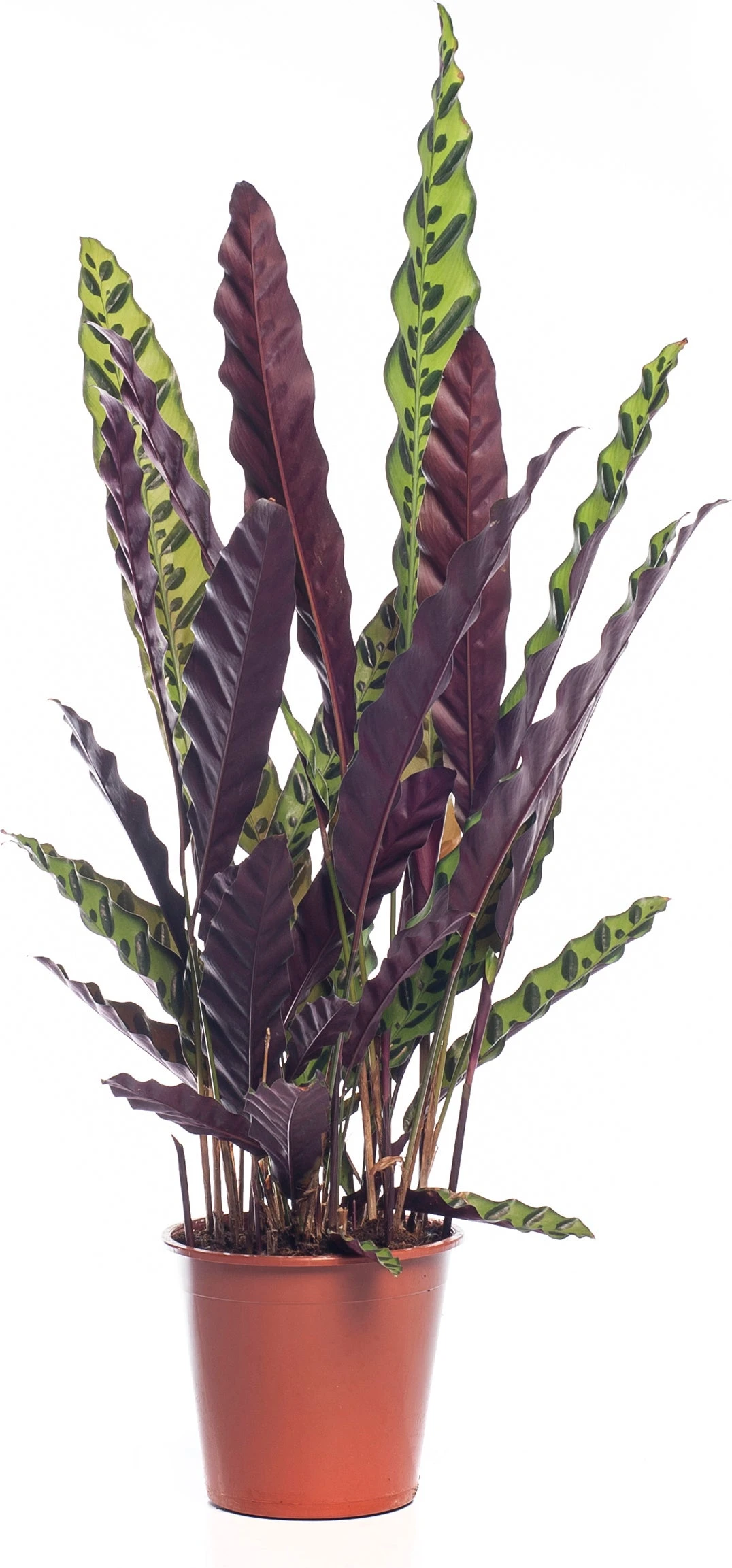 Calathea (Calathea Lancifolia 'Insigne') D 19 H 75 Cm 3 Calathea (Calathea Lancifolia 'Insigne') D 19 H 75 Cm