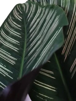 Calathea (Calathea Sanderiana 'Ornata') D 19 H 80 Cm -Groene Bloom Winkel 8717263650959 2