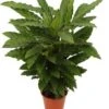 Calathea (Calathea Rufibarba 'Miroscha') D 19 H 75 Cm -Groene Bloom Winkel 8717263650973
