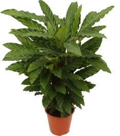 Calathea (Calathea Rufibarba 'Miroscha') D 19 H 75 Cm