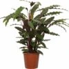 Calathea (Calathea Rufibarba) D 19 H 80 Cm 1 Calathea (Calathea Rufibarba) D 19 H 80 Cm -Groene Bloom Winkel 8717263650980