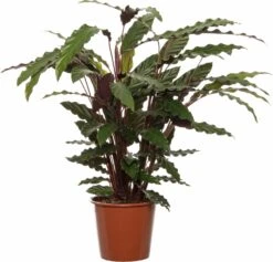 Calathea (Calathea Rufibarba) D 19 H 80 Cm