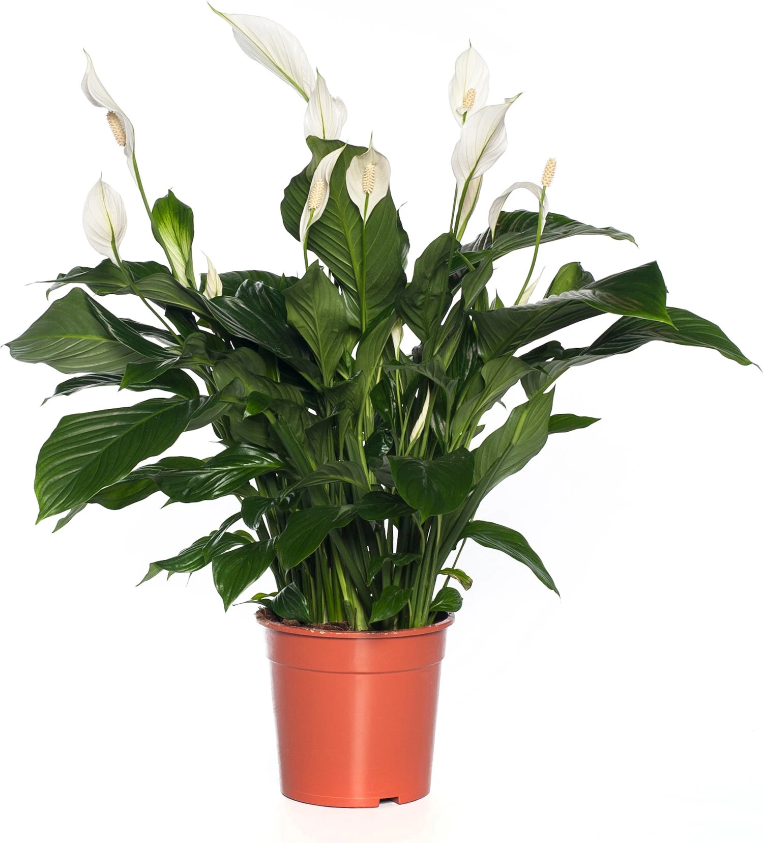 Lepelplant (Spathiphyllum 'Sweet Lauretta') D 19 H 90 Cm 3 Lepelplant (Spathiphyllum 'Sweet Lauretta') D 19 H 90 Cm