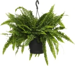 Krulvaren In Hangpot (Nephrolepis Exaltata 'Green Lady') D 20 H 60 Cm