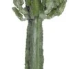 Cowboycactus (Euphorbia Ingens) D 24 H 100 Cm 1 Cowboycactus (Euphorbia Ingens) D 24 H 100 Cm -Groene Bloom Winkel 8717263712459 1