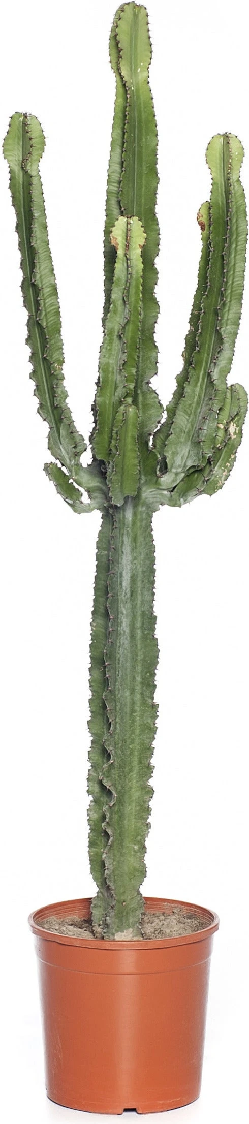 Cowboycactus (Euphorbia Ingens) D 24 H 100 Cm 3 Cowboycactus (Euphorbia Ingens) D 24 H 100 Cm