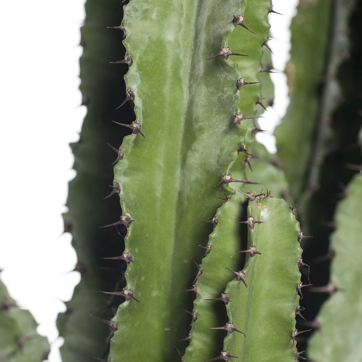 Cowboycactus (Euphorbia Ingens) D 24 H 100 Cm 4 Cowboycactus (Euphorbia Ingens) D 24 H 100 Cm - Afbeelding 2