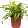 Nestvaren (Asplenium Antiquum) D 12 H 25 Cm 2 Nestvaren (Asplenium Antiquum) D 12 H 25 Cm -Groene Bloom Winkel 8717263716266