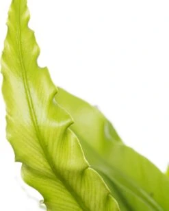 Nestvaren (Asplenium Antiquum) D 12 H 25 Cm 5 Nestvaren (Asplenium Antiquum) D 12 H 25 Cm -Groene Bloom Winkel 8717263716266 2