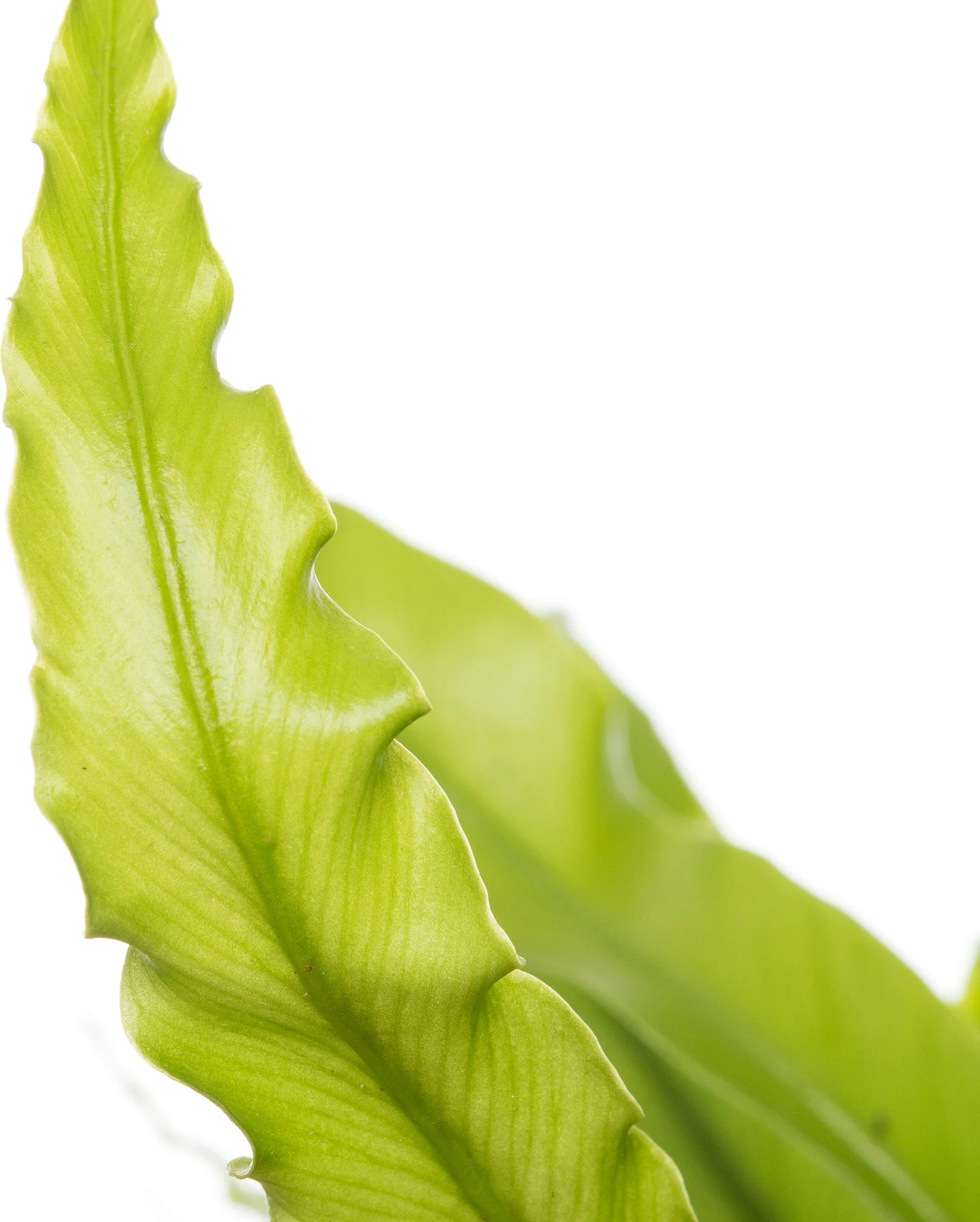 Nestvaren (Asplenium Antiquum) D 12 H 25 Cm 4 Nestvaren (Asplenium Antiquum) D 12 H 25 Cm - Afbeelding 2