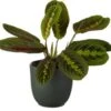 Tiengebodenplant (Maranta Leuconeura 'Erythroneura') D 12 H 25 Cm -Groene Bloom Winkel 8717263716310 1