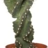 Spiraalcactus (Cereus Spiralis) D 11 H 25 Cm 1 Spiraalcactus (Cereus Spiralis) D 11 H 25 Cm -Groene Bloom Winkel 8717263716778