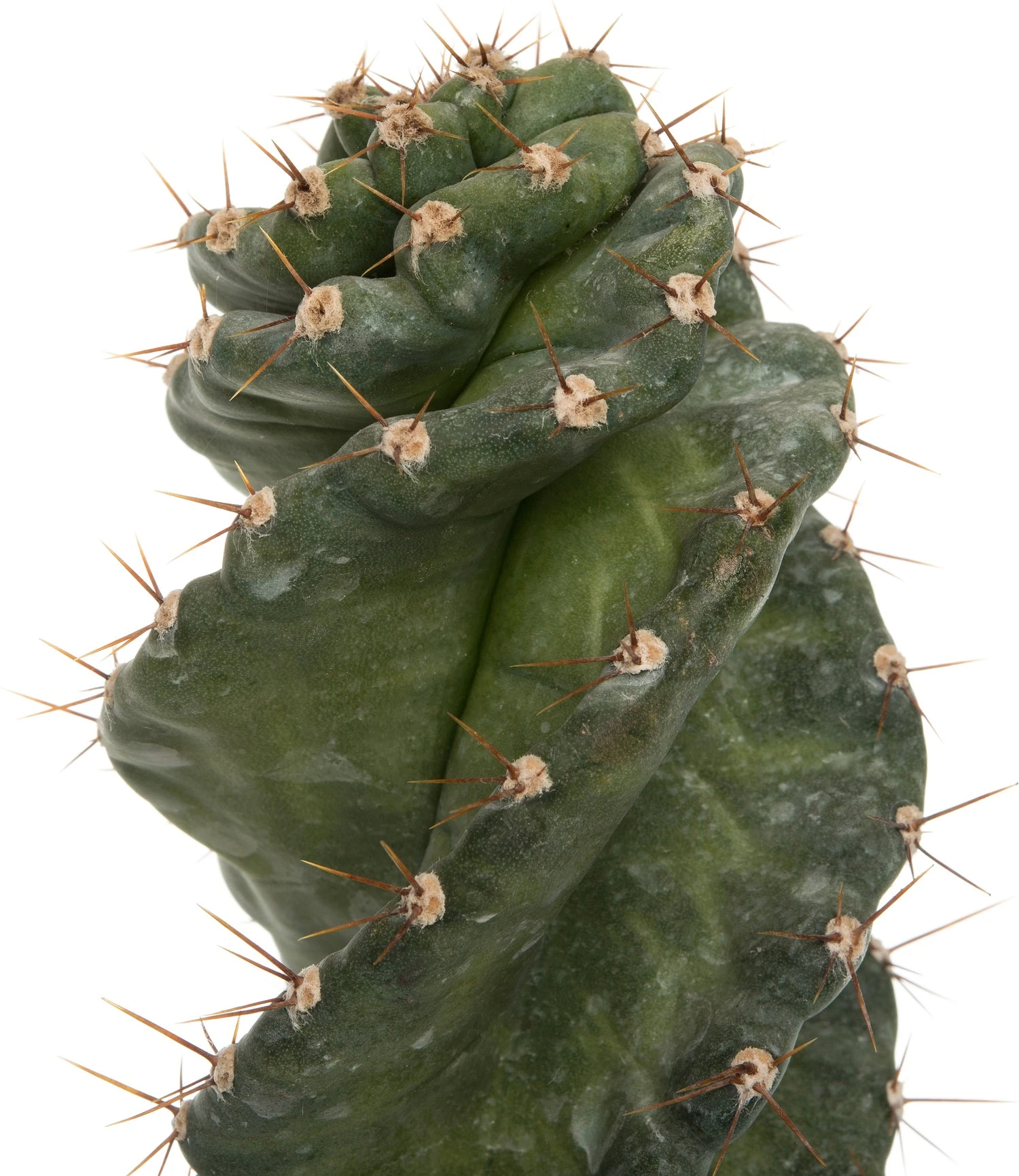 Spiraalcactus (Cereus Spiralis) D 11 H 25 Cm 4 Spiraalcactus (Cereus Spiralis) D 11 H 25 Cm - Afbeelding 2