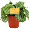 Watermeloen (Peperomia Argyreia) D 12 H 20 Cm -Groene Bloom Winkel 8717263717010