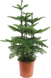 Kamerden (Araucaria Heterophylla) D 27 H 100 Cm 3 Kamerden (Araucaria Heterophylla) D 27 H 100 Cm