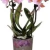 Mini Vlinderorchidee 2 Tak (Phalaenopsis 'Little Kolibri') Roze D 9 H 30 Cm -Groene Bloom Winkel 8717263717423 0