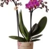 Mini Vlinderorchidee 2 Tak (Phalaenopsis Kolibri) Paars D 9 H 40 Cm 2 Mini Vlinderorchidee 2 Tak (Phalaenopsis Kolibri) Paars D 9 H 40 Cm -Groene Bloom Winkel 8717263717430 1