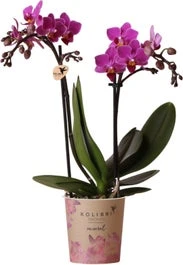 Mini Vlinderorchidee 2 Tak (Phalaenopsis Kolibri) Paars D 9 H 40 Cm