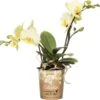 Mini Vlinderorchidee 2 Tak (Phalaenopsis 'Little Kolibri') Geel D 9 H 30 Cm 1 Mini Vlinderorchidee 2 Tak (Phalaenopsis 'Little Kolibri') Geel D 9 H 30 Cm -Groene Bloom Winkel 8717263717447