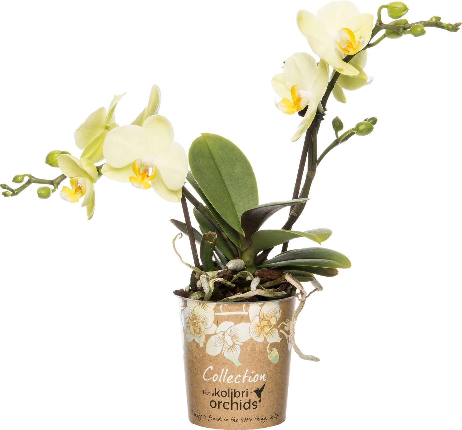 Mini Vlinderorchidee 2 Tak (Phalaenopsis 'Little Kolibri') Geel D 9 H 30 Cm 3 Mini Vlinderorchidee 2 Tak (Phalaenopsis 'Little Kolibri') Geel D 9 H 30 Cm