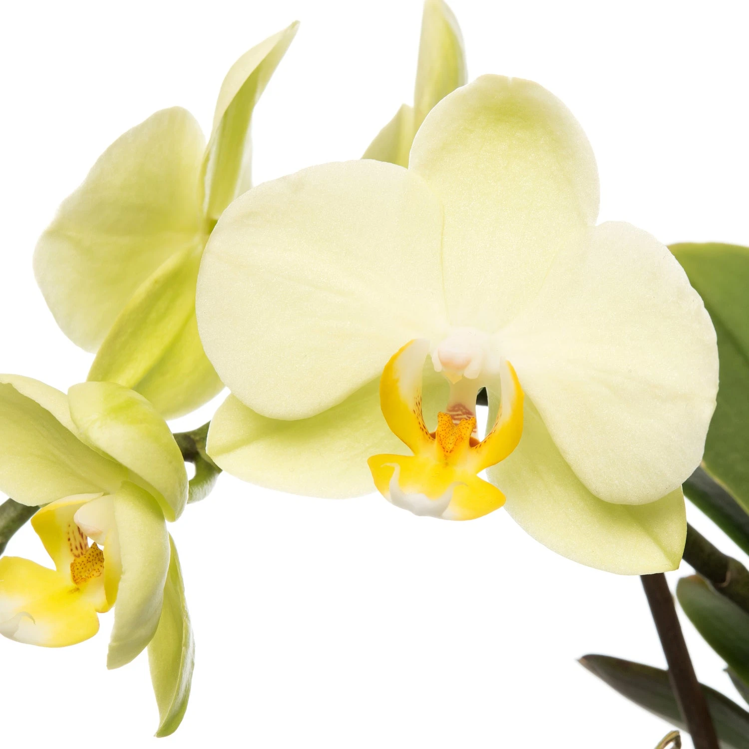 Mini Vlinderorchidee 2 Tak (Phalaenopsis 'Little Kolibri') Geel D 9 H 30 Cm 4 Mini Vlinderorchidee 2 Tak (Phalaenopsis 'Little Kolibri') Geel D 9 H 30 Cm - Afbeelding 2