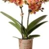 Mini Vlinderorchidee 2 Tak (Phalaenopsis Kolibri) Oranje D 9 H 40 Cm 1 Mini Vlinderorchidee 2 Tak (Phalaenopsis Kolibri) Oranje D 9 H 40 Cm -Groene Bloom Winkel 8717263717454 1