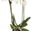 Mini Vlinderorchidee 3 Tak (Phalaenopsis 'Little Kolibri') Wit D 9 H 30 Cm 2 Mini Vlinderorchidee 3 Tak (Phalaenopsis 'Little Kolibri') Wit D 9 H 30 Cm -Groene Bloom Winkel 8717263717485