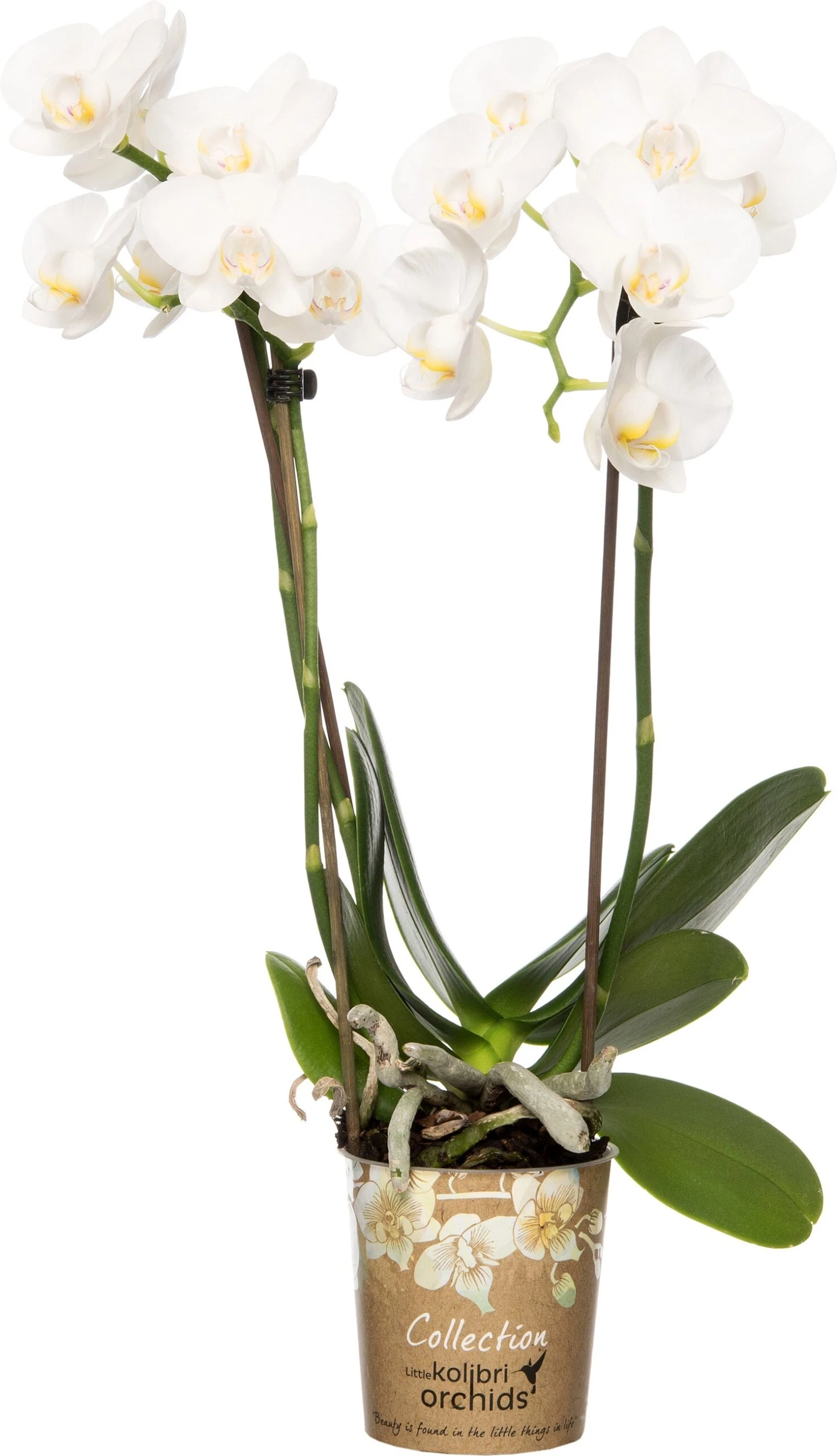 Mini Vlinderorchidee 3 Tak (Phalaenopsis 'Little Kolibri') Wit D 9 H 30 Cm 3 Mini Vlinderorchidee 3 Tak (Phalaenopsis 'Little Kolibri') Wit D 9 H 30 Cm