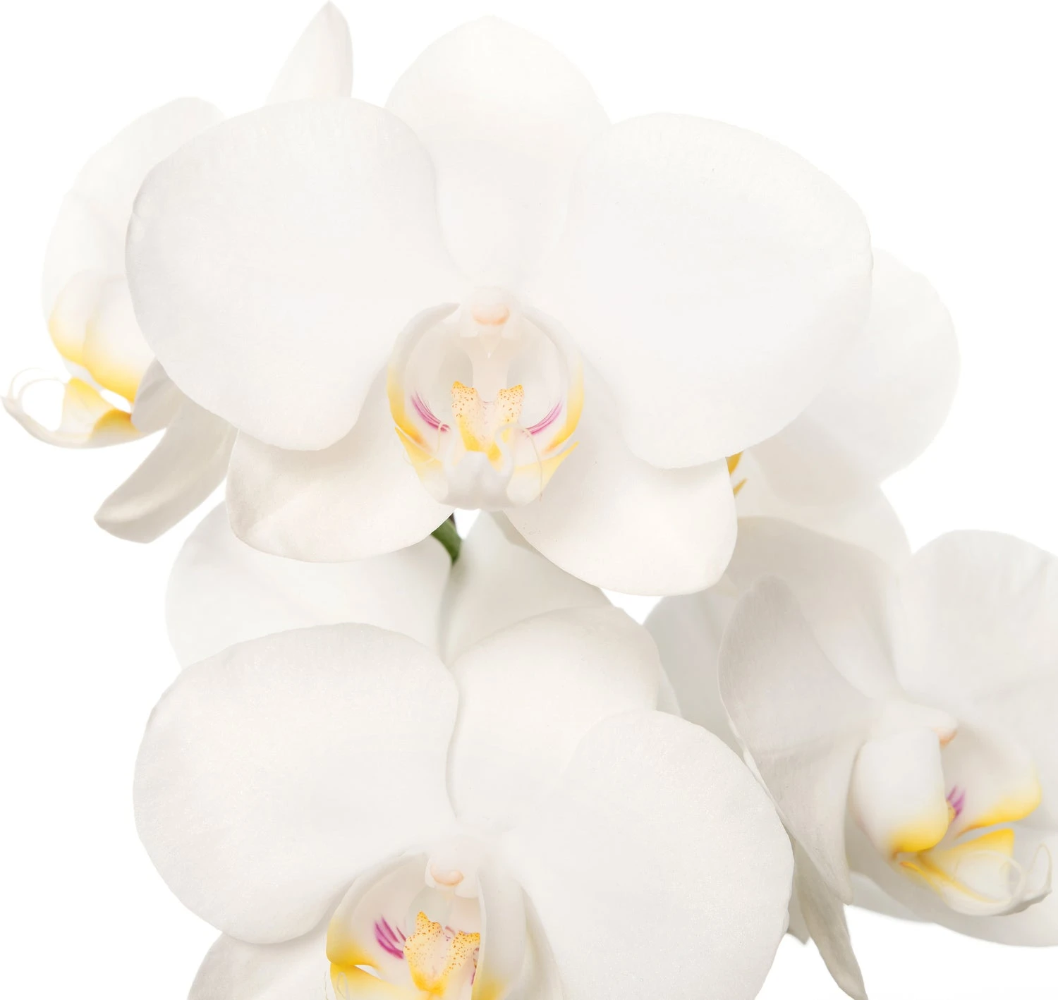 Mini Vlinderorchidee 3 Tak (Phalaenopsis 'Little Kolibri') Wit D 9 H 30 Cm 4 Mini Vlinderorchidee 3 Tak (Phalaenopsis 'Little Kolibri') Wit D 9 H 30 Cm - Afbeelding 2