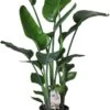 Paradijsvogelplant (Strelitzia Nicolai) D 24 H 110 Cm -Groene Bloom Winkel 8717263717768