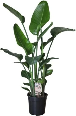 Paradijsvogelplant (Strelitzia Nicolai) D 24 H 110 Cm