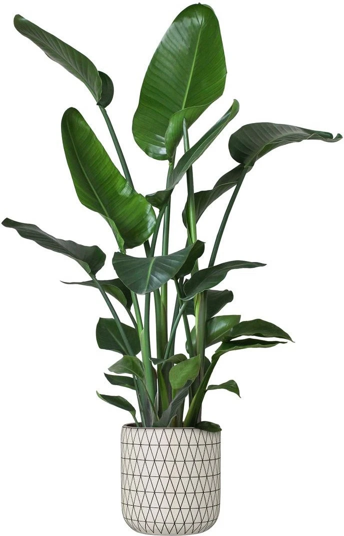 Paradijsvogelplant (Strelitzia Nicolai) D 24 H 110 Cm 4 Paradijsvogelplant (Strelitzia Nicolai) D 24 H 110 Cm - Afbeelding 2