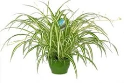 Graslelie In Hangpot (Chlorophytum Comosum 'Vittatum') D 14 H 45 Cm