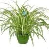 Graslelie In Hangpot (Chlorophytum Comosum 'Vittatum') D 21 H 65 Cm -Groene Bloom Winkel 8717263717805 1