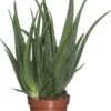 Aloë (Aloë Vera) D 19 H 60 Cm 2 Aloë (Aloë Vera) D 19 H 60 Cm -Groene Bloom Winkel 8717263717935