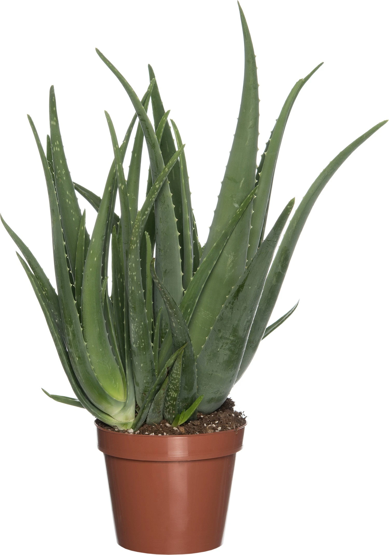 Aloë (Aloë Vera) D 19 H 60 Cm 3 Aloë (Aloë Vera) D 19 H 60 Cm