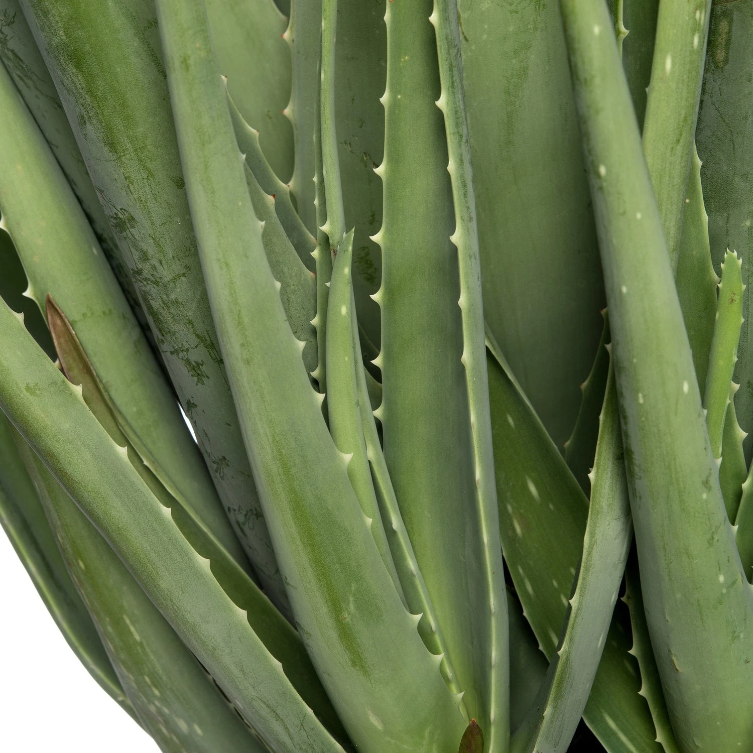 Aloë (Aloë Vera) D 19 H 60 Cm 4 Aloë (Aloë Vera) D 19 H 60 Cm - Afbeelding 2