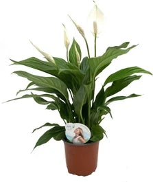 Lepelplant (Spathiphyllum 'Sweet Silvio') D 14 H 60 Cm