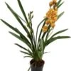 Cymbidium (Cymbidium) Oranje D 14 H 85 Cm 1 Cymbidium (Cymbidium) Oranje D 14 H 85 Cm -Groene Bloom Winkel 8717263718406