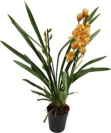 Cymbidium (Cymbidium) Oranje D 14 H 85 Cm 3 Cymbidium (Cymbidium) Oranje D 14 H 85 Cm