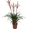 Vriesea (Vriesea 'Elan') D 12 H 60 Cm 2 Vriesea (Vriesea 'Elan') D 12 H 60 Cm -Groene Bloom Winkel 8717263718673