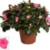 Azalea (Rhododendron Luxe 'Bont') D 12 H 25 Cm -Groene Bloom Winkel 8717263718819 0