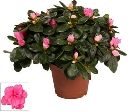 Azalea (Rhododendron Luxe 'Bont') D 12 H 25 Cm 3 Azalea (Rhododendron Luxe 'Bont') D 12 H 25 Cm