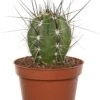 Cactus (Cactus Stetsonia 'Coryne') D 10,5 H 12 Cm -Groene Bloom Winkel 8717263719144